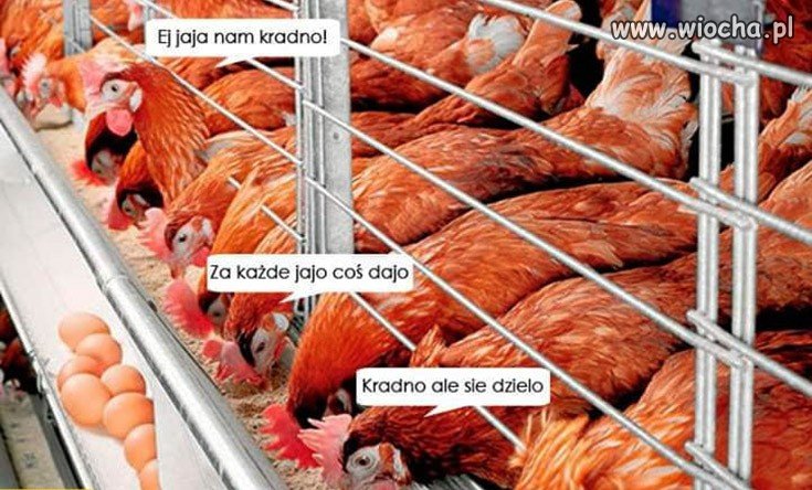 Kradną ale się dzielą