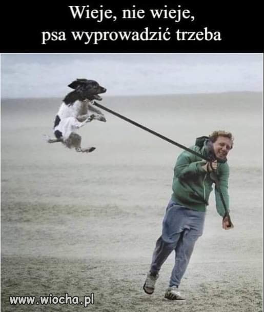 Jaki wiatr? 