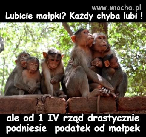 Nacieszcie się małpkami