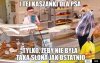 Janusz