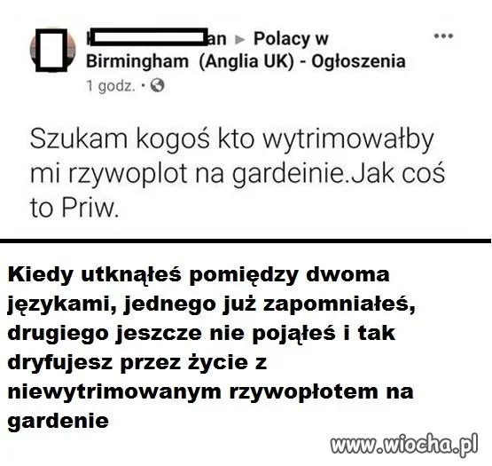 Polacy w UK