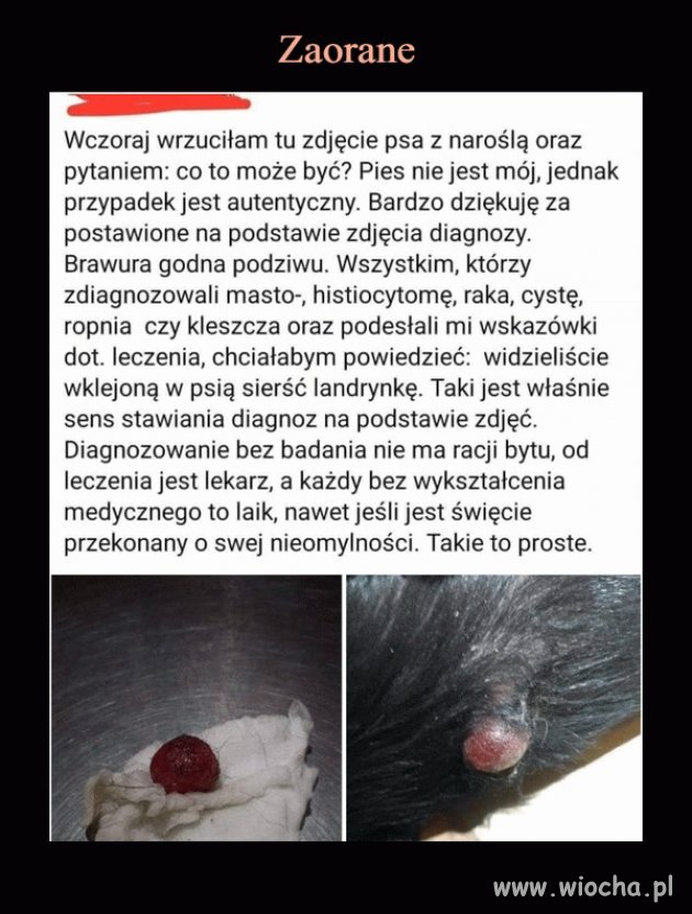 Internetowi eksperci