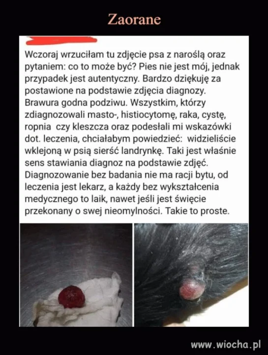 Internetowi eksperci