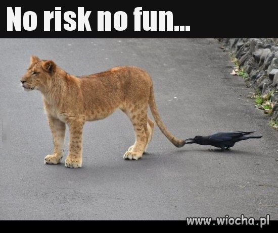 No risk...