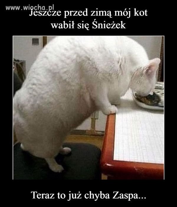 Kotek