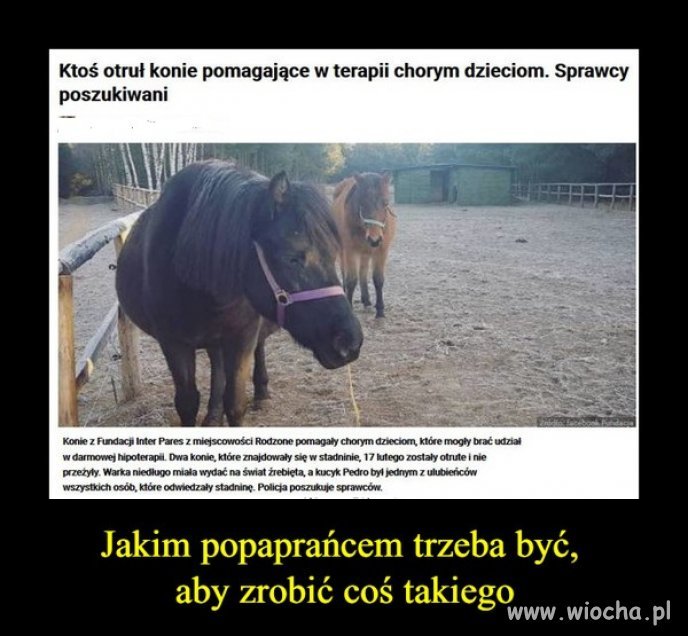 Bydlaki nie ludzie.