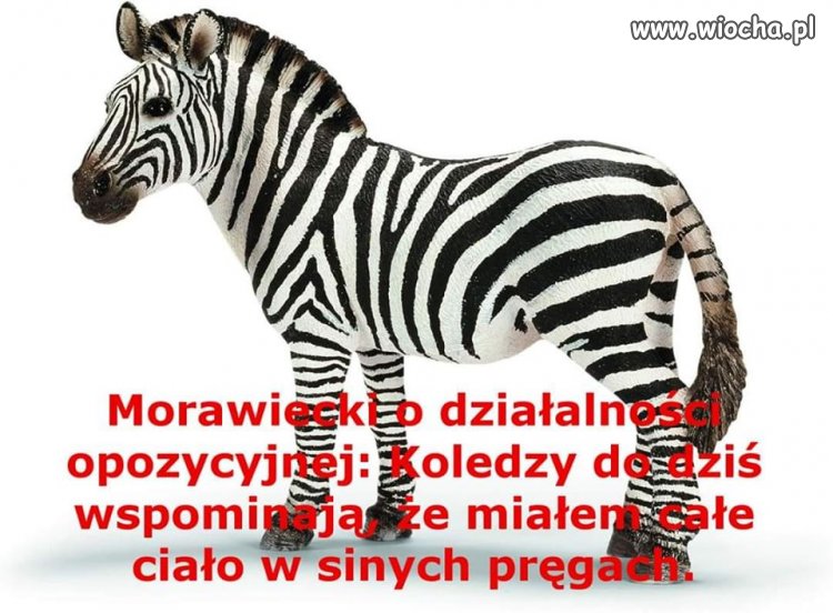 Matołuszek w opozycji ...