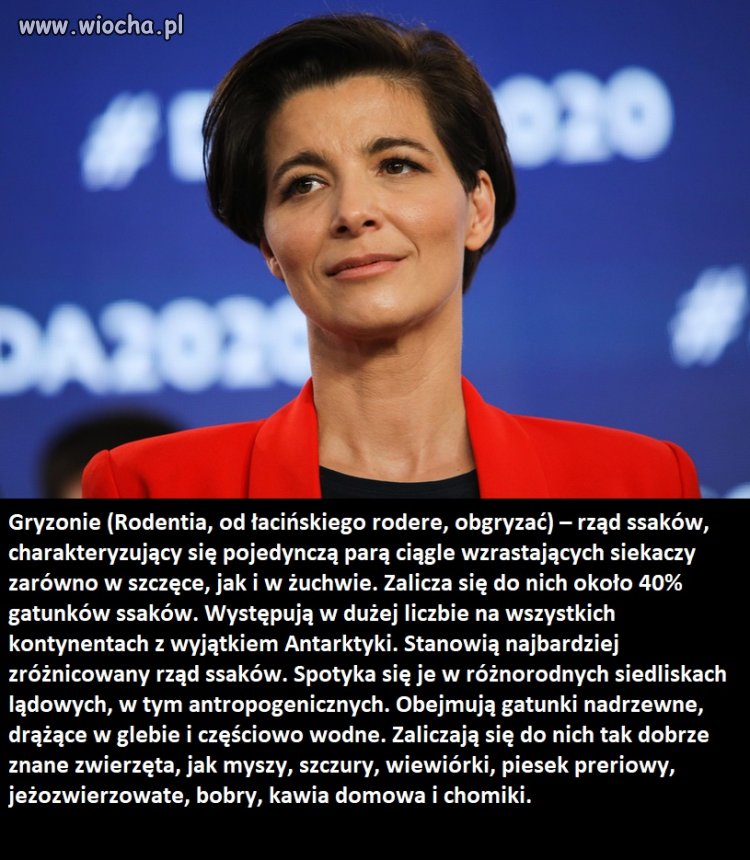 Definicja gryzoni