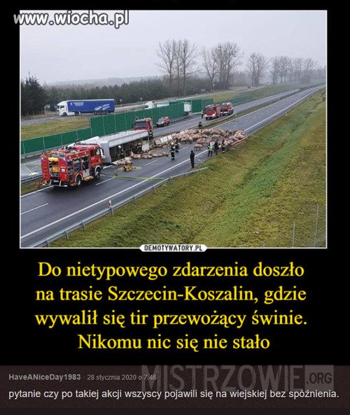 Transport swiń