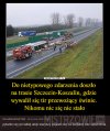 Transport swiń