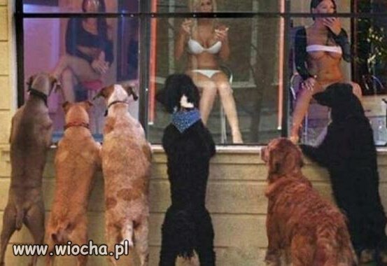 Pies na baby