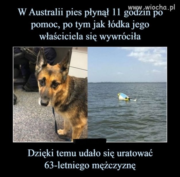 Najlepszy przyjaciel człowieka .