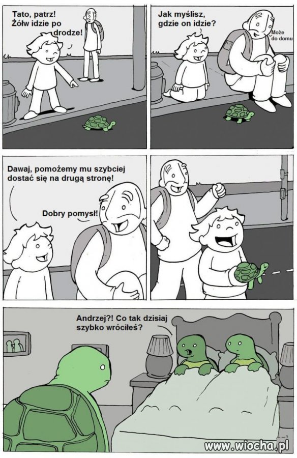 Żółw 