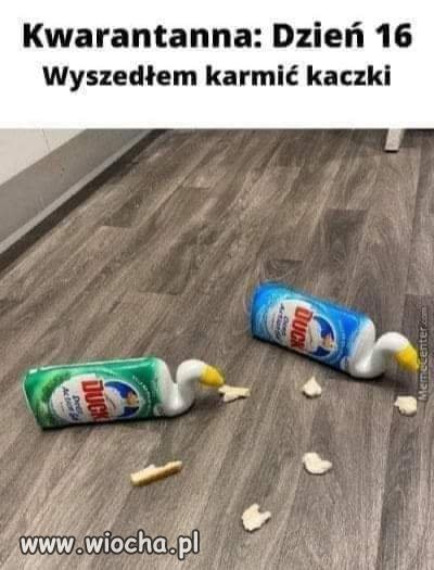 16 dzień kwarantanny
