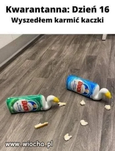 16 dzień kwarantanny