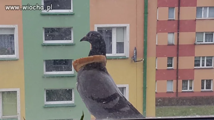 Gołąb
