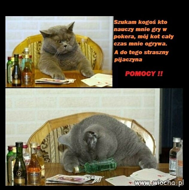 Mój mruczek to cwana bestia