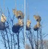 Wiosna idzie-są już pierwsze kotki