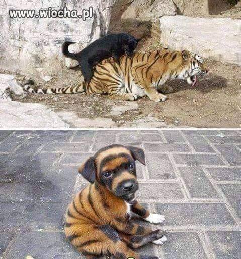 Piesogrys Bengalski.