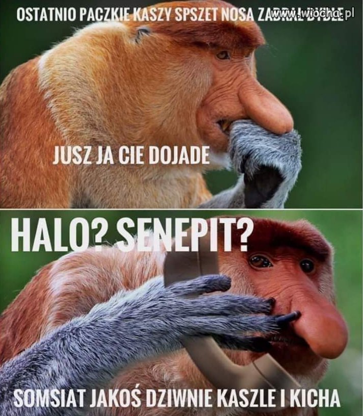 Sposób na somsiada