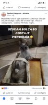 Szukam bolca ... miałłłlłłł...,..,,,...