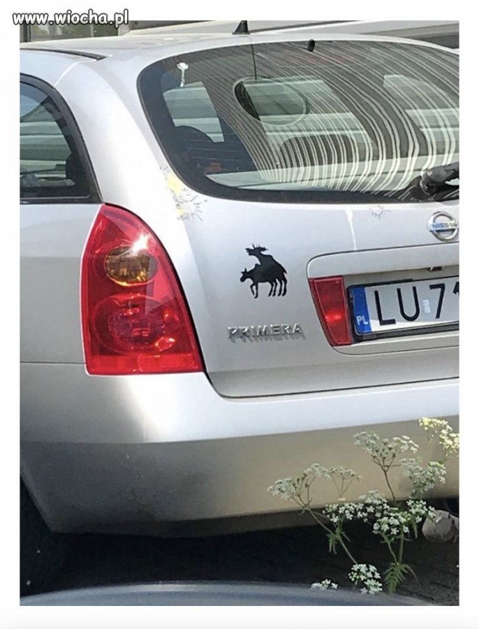 Łoś to łoś