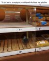 Ostatnio chciałem kupić gołąbki na obiad