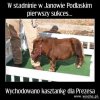 Kolejny S...ukces PiSu.