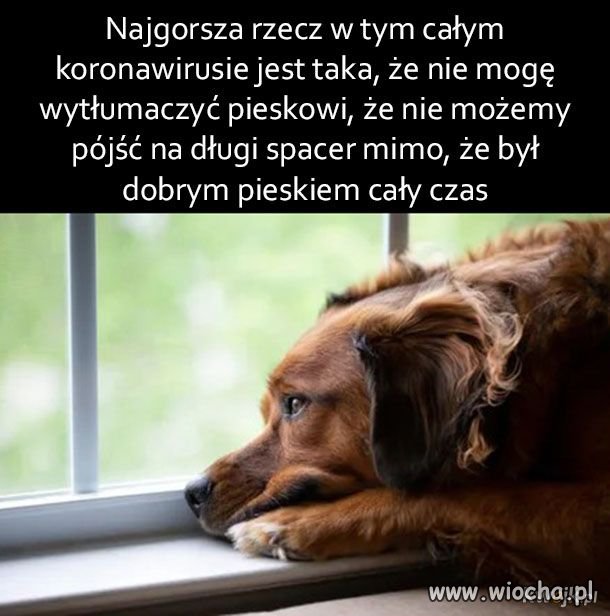 Nasi przyjaciele cierpią...