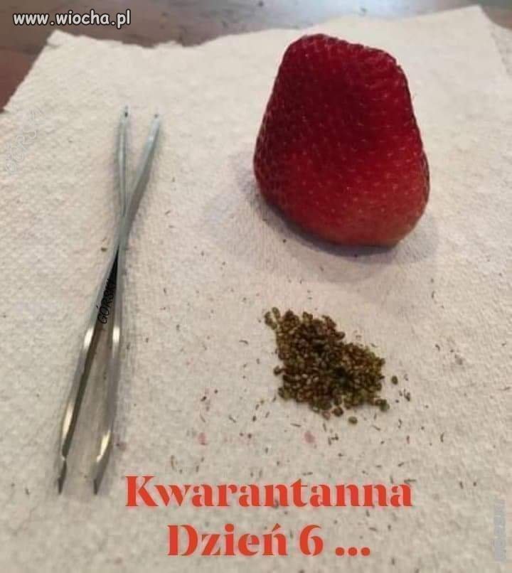Kwarantanna.