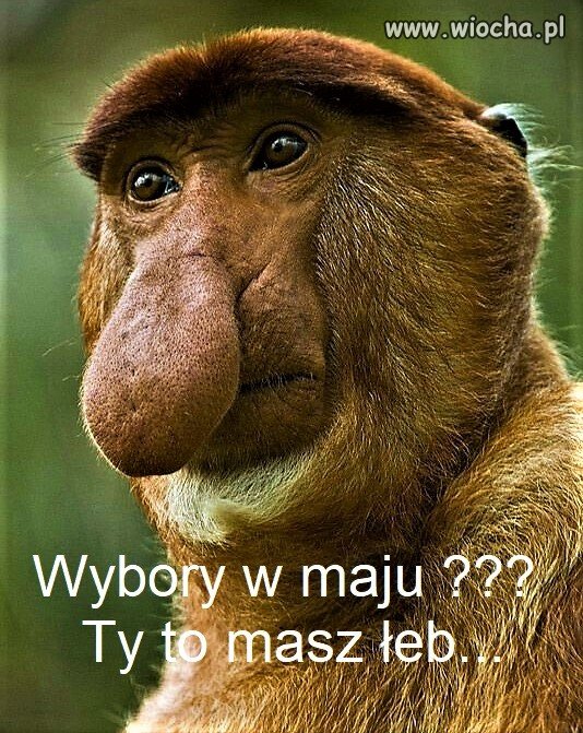 Wybory 2020 
