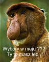 Wybory 2020 