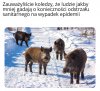 Epidemia