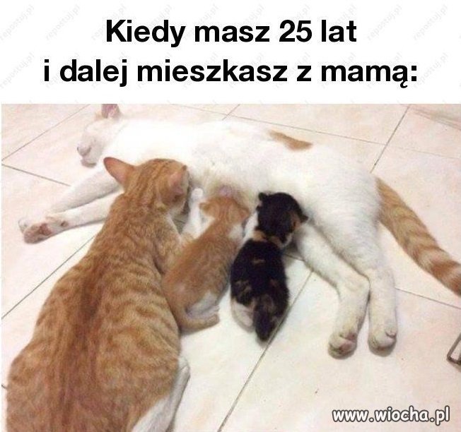 Jak w życiu