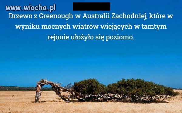 Drzewo Gowina