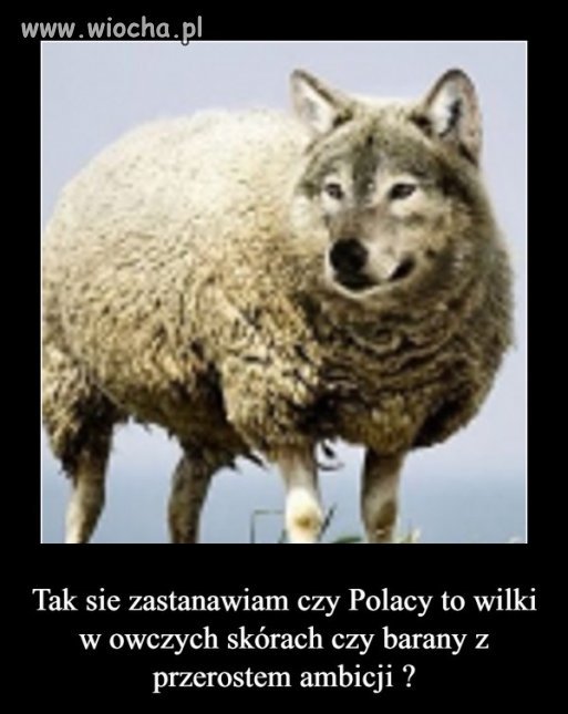 Bez komentarza. 