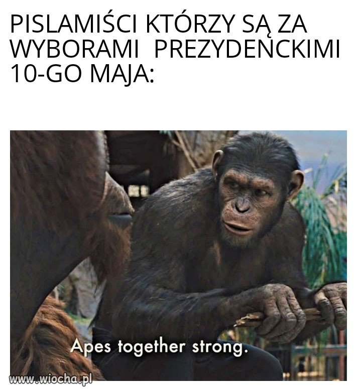 Korona Wybory