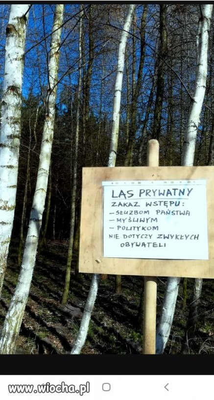 Mój las