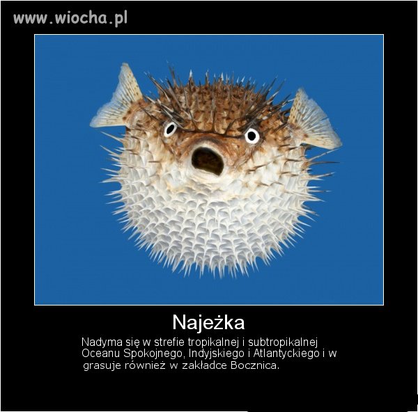 Nadymka 