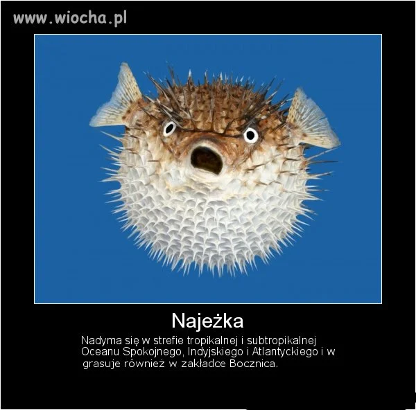 Nadymka 