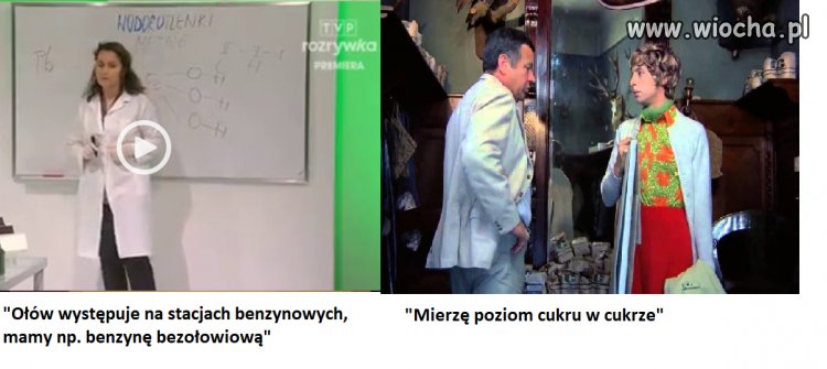 Bareja wiecznie żywy