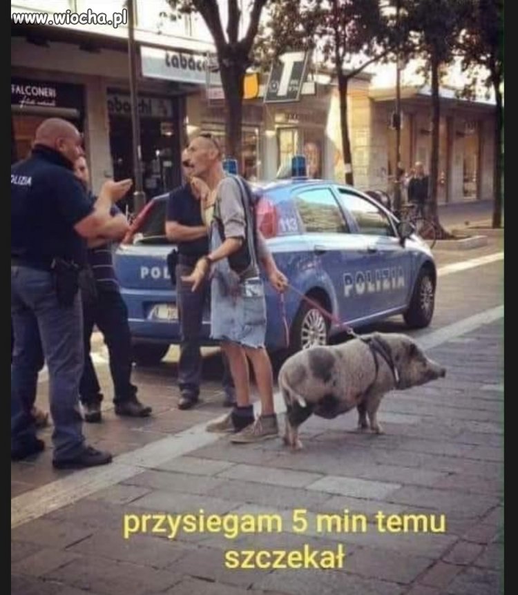 Pomysłowość 