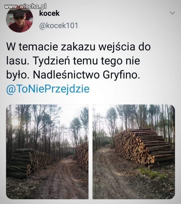 Łatanie dziury w budżecie drewnem?