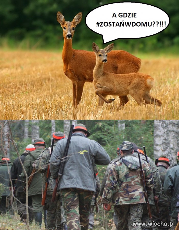 Hej ho! Hej ho!...Na spacer by się szło
