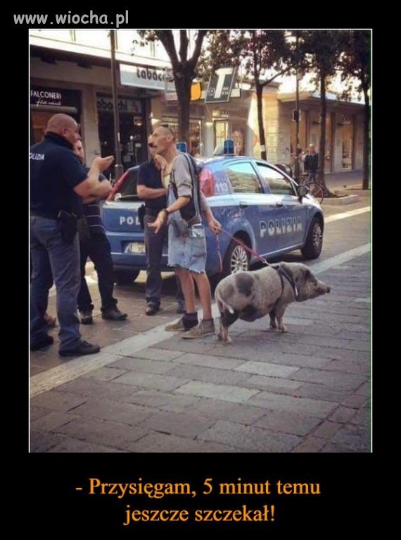 Na swoich nie szczeka panie władzo .