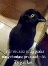Lany poniedziałek 