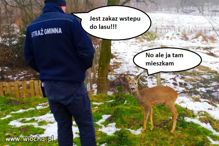 Problemy sarny