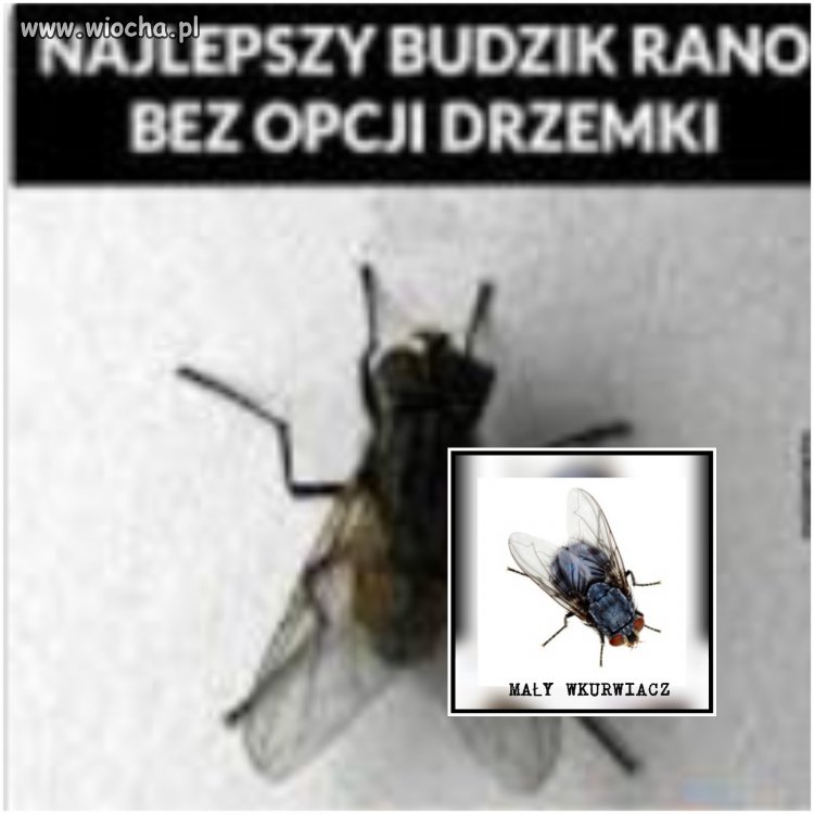 Niezawodny