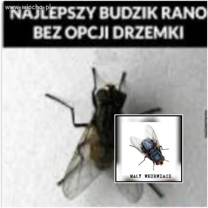 Niezawodny