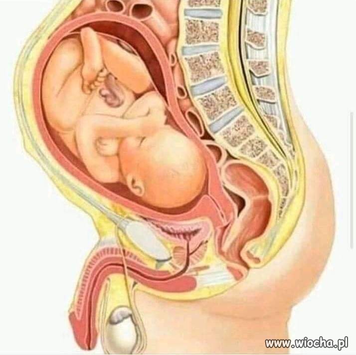 Biologia w tvpis